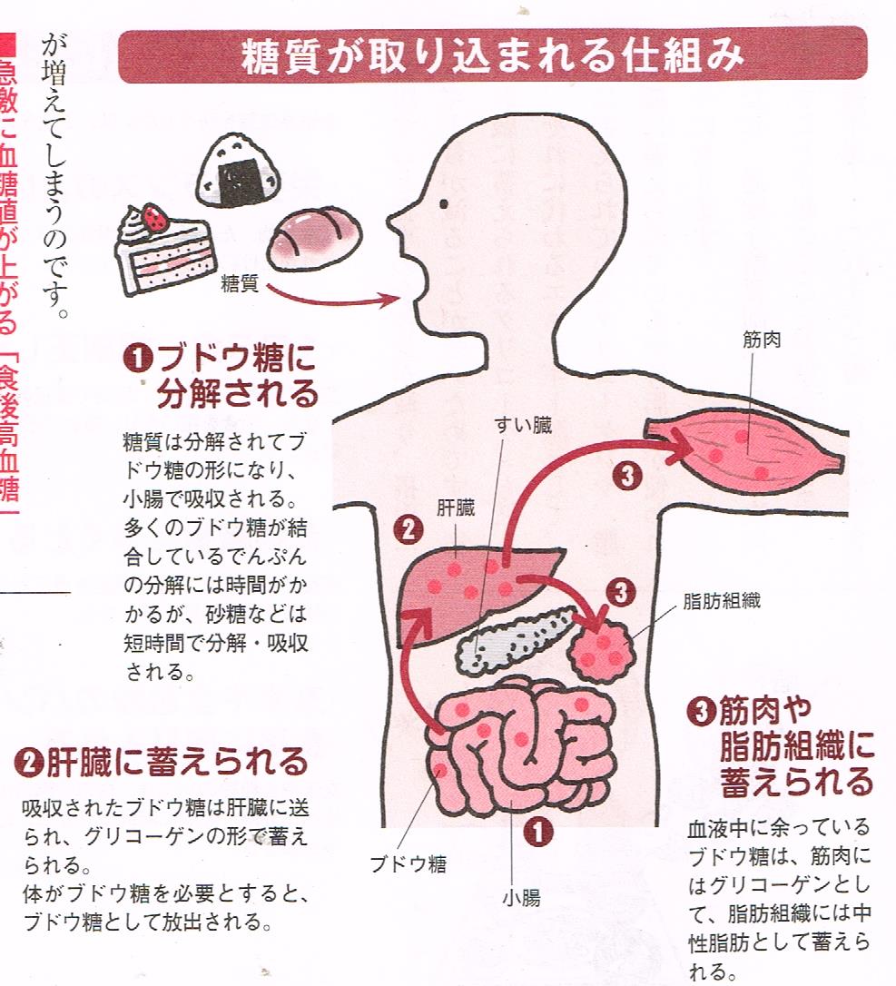 糖質が取り込まれる仕組み