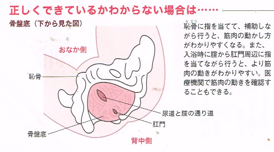 骨盤底筋トレーニング