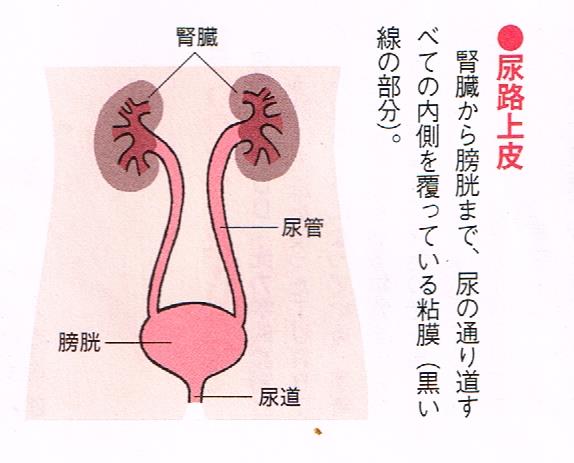 尿路上皮