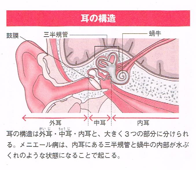 耳の構造