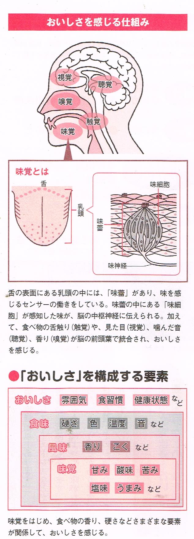 美味しさを感じる仕組み