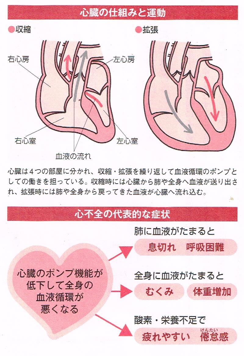 心臓の仕組みと運動